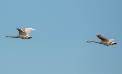 swans in flight