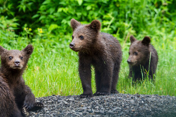 Young bears in Romania