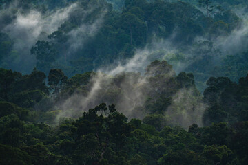 Fototapeta premium Landscape of Asia tropical rainforest, canopy tree of jungle green forest park outdoor, nature environment mountain view, concept of freedom relaxation in holiday for spa yoga and retreat