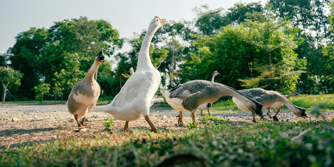 Flock of domestic geese on a green meadow. Summer green rural farm landscape. Geese in the grass, domestic bird, flock of geese, panoramic view