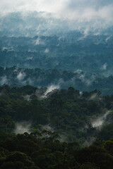 Landscape of Asia tropical rainforest, canopy tree of jungle green forest park outdoor, nature environment mountain view, concept of freedom relaxation in holiday for spa yoga and retreat