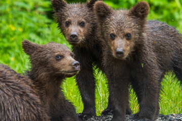 Naklejka na ściany i meble Young bears at the Transfagarasan in Romania