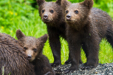 Young bears in Romania