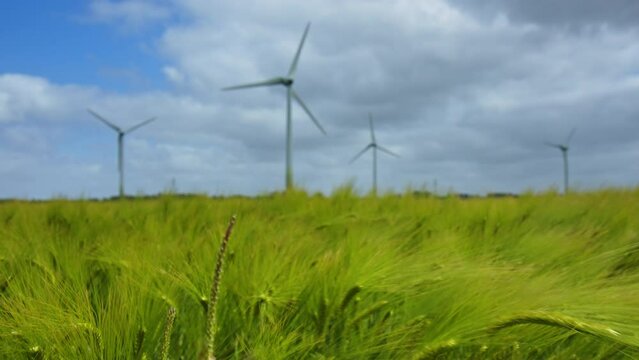 Ears of Barley swaying in the wind on a field in East Frisia on a windy summer day