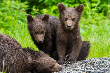 Fototapeta premium Young bears at the Transfagarasan in Romania
