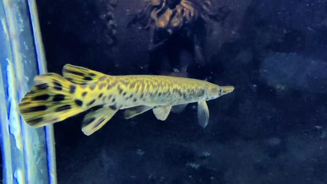 Alligator Gar fish swimming gracefully in a aquarium