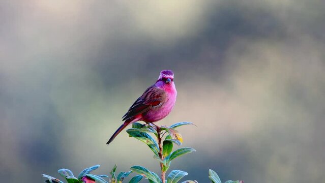 Pink-browed Rose finch