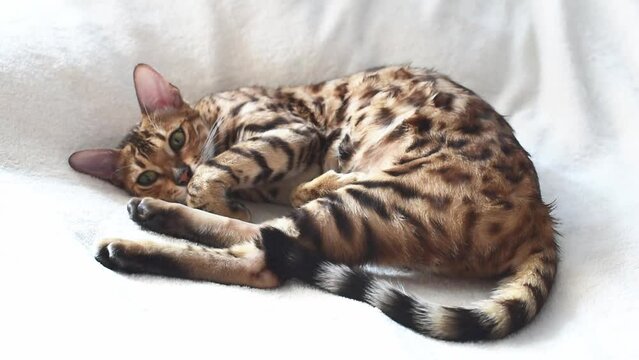 Cute bangal cat lying down on white blanket , relaxed kitten. Horizontal 4k footage
