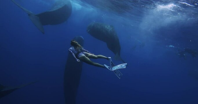Girl engaging snorkeling swimming underwater sperm whale. Woman swimming suit freediving studying wildlife spermwhale. Underwater shot Mauritius, Indian Ocean. Rare exclusive footage 8 120 fps 10 bit