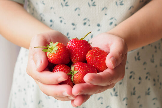 Woman hands holding fresh red strawberries close up
