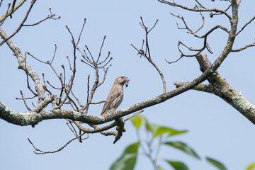 Female house finch gathers material for her nest