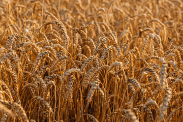 Close up of ripe wheat ears. Beautiful backdrop of ripening ears of golden field.