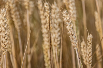 Evocative Macro Detail of Natural Organic Mature Wheat Spike