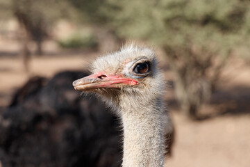 ostrich head close up 2 - obrazy, fototapety, plakaty