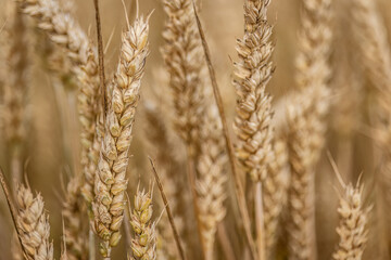 Evocative Macro Detail of Natural Organic Mature Barley Spike