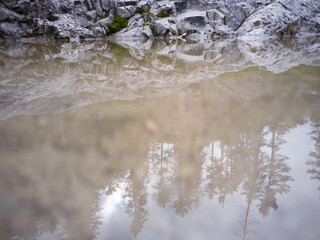 river in the forest