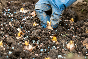 hand sadi in soil-soil flower bulbs. Hand holding a crocus bulb before planting in the ground