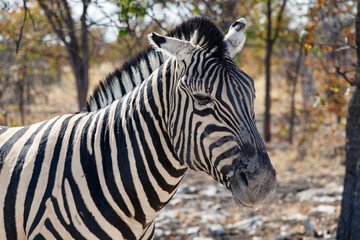 Fototapeta na wymiar zebra looks friendly