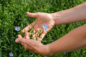 Naklejka na ściany i meble Female hands hold flax plants with flowers against the background of a flax field
