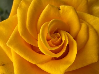 Yellow Rose Closeup