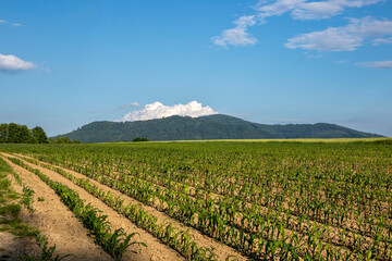 Fototapeta na wymiar Young corn field against blue sky and mountains