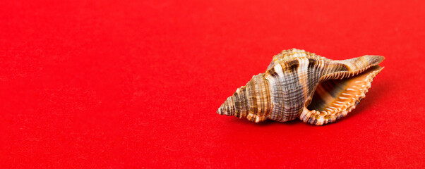 Beach seashells on colored background. Mock up with copy space