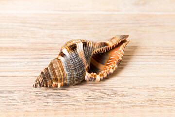 Beach seashells on colored background. Mock up with copy space