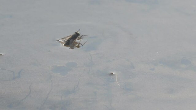 A fly or horsefly on the surface of the water. A fly or a gadfly got into the water