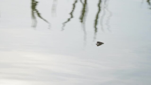 A fly or horsefly on the surface of the water. A fly or a gadfly got into the water