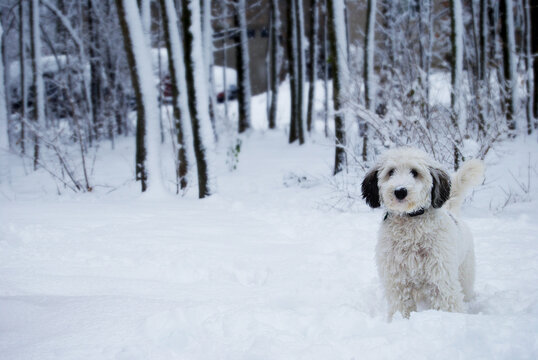 Black and white sheepadoodle dog in the snow.
