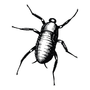 Vector image of a cockroach. Hand drawn illustration of a cockroach.