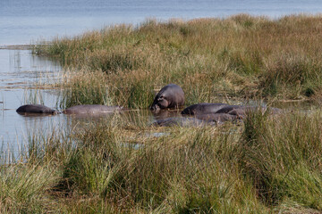 hippo in Botswana