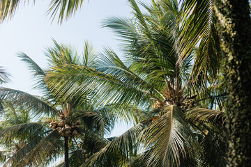 Fototapeta na wymiar Large lush green palm leaves against the sky view from below