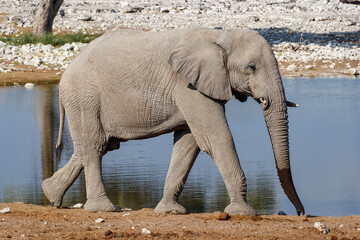 Elefant waterhole