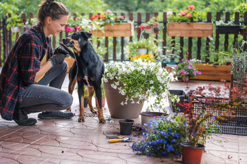 Woman transplanting blooming petunia flowers in pots, on the terrace. Companion dog nearby