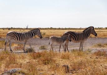 Fototapeta na wymiar zebras in namibia