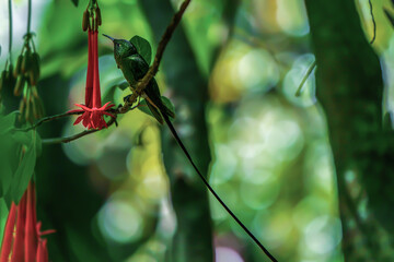 Black-tailed trainbearer (Hummingbird)