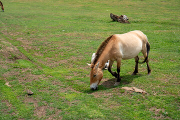 Caballo de Przewalski Comiendo