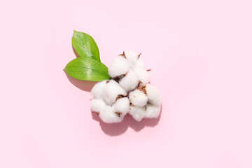 Cotton flowers and plant leaves on pink background