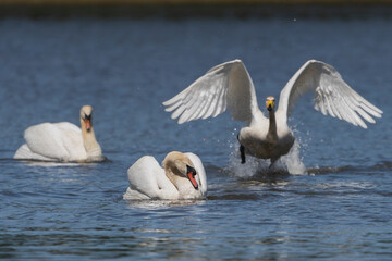 Fototapeta premium Whooper swan also known as the common swan - Cygnus cygnus attacking mute swan - Cygnus oloron blue lake. Photo from Milicz Ponds in Poland.