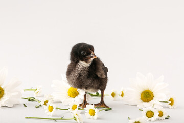 Cute little chick with chamomile flowers on grey background