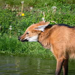 Maned Wolf Standing in Water