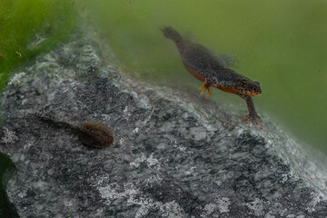 Underwater, Alpine Newt with tadpole on the rock (Ichthyosaura alpestris) 