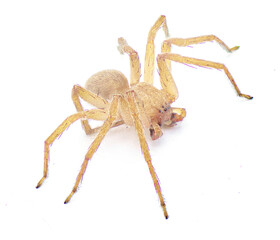 Cuban huntsman spider- Decaphora cubana - a small spider in the family Sparassidae. isolated on white background front top dorsal view