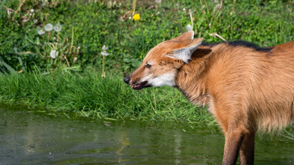 Maned Wolf Standing in Water