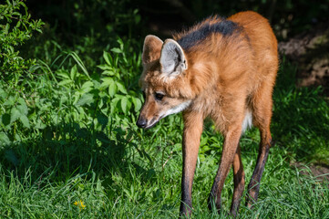 Maned Wolf Walking on Grass