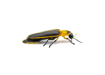 Photinus collustrans - a firefly or fire fly, lightning bug, glowworm an increasingly rare insect...