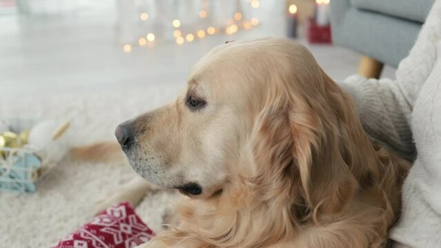 Girl petting golden retriever dog in Christmas time at home with New Year decoration. Young woman with pet doggy in Xmas