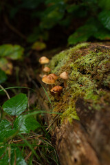 Mushrooms on mossy log
