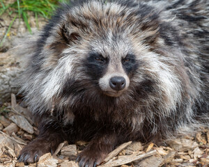 Close-up Tanuki Japanese Raccoon Dog